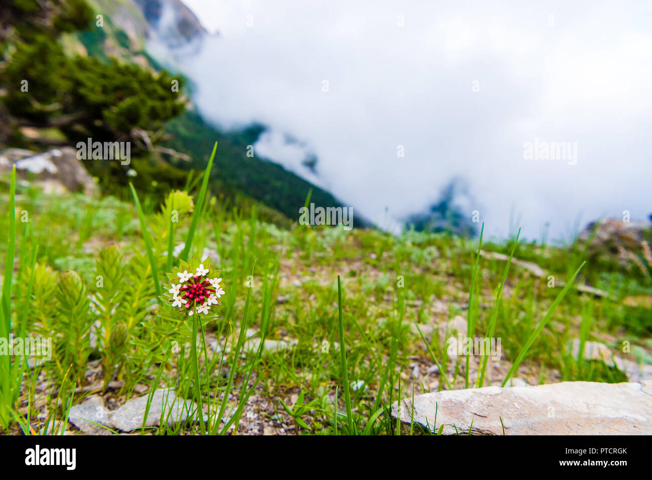 Native himalayas plant hi-res stock photography and images - Alamy