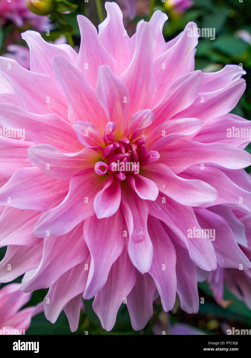 Delicate Pink Dahlia Bloom in Close Up Stock Photo