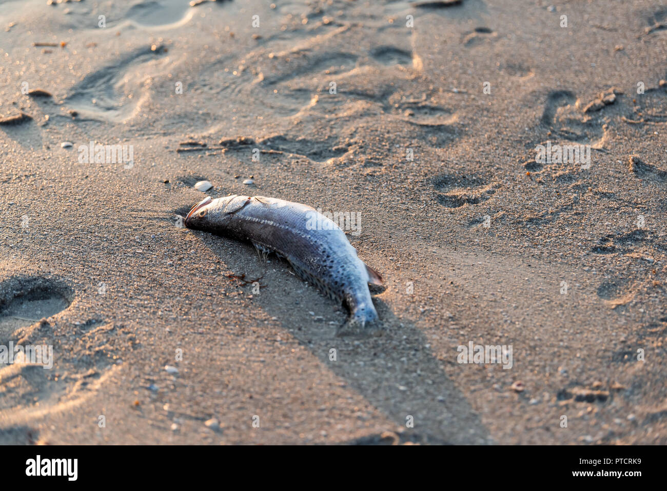 One dead fish closeup washed up during red tide algae bloom toxic in Naples beach in Florida Gulf of Mexico during sunset on sand Stock Photo
