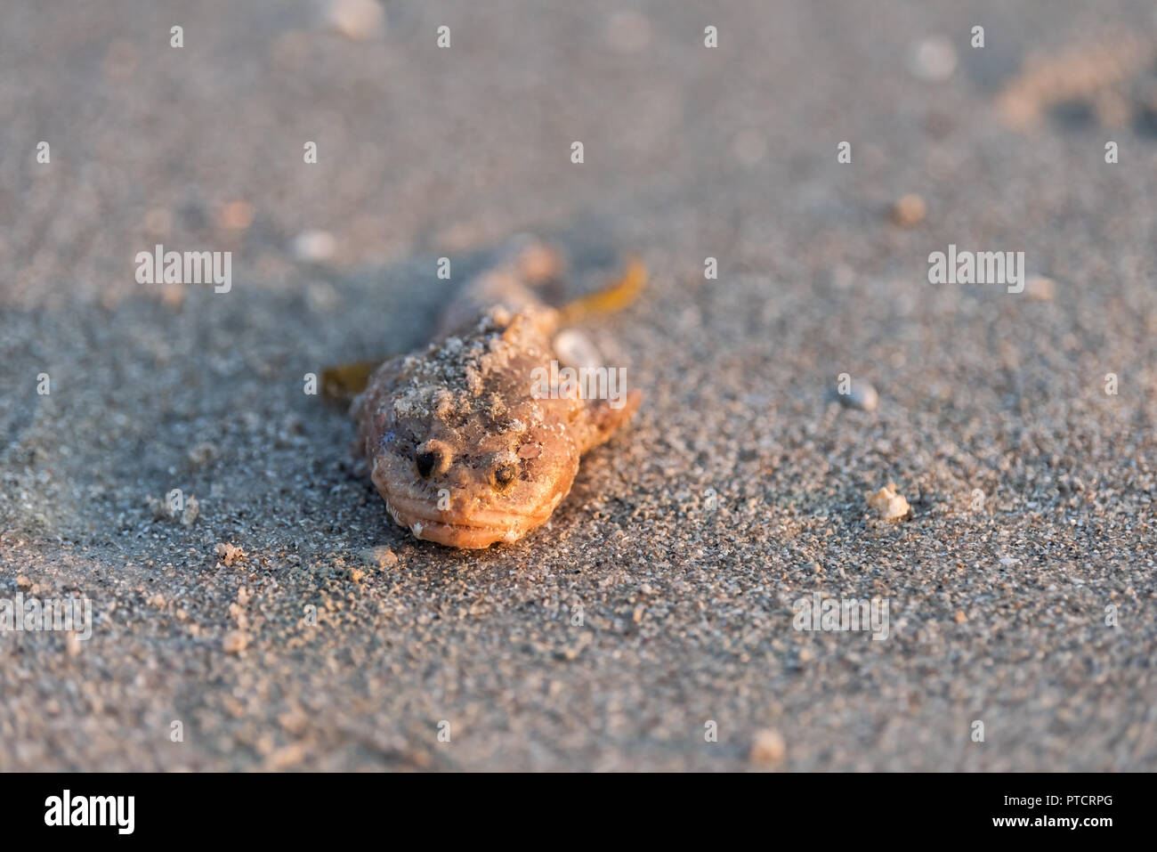 Closeup of one dead grouper fish face eyes washed up during red tide algae bloom toxic in Naples beach in Florida Gulf of Mexico during sunset on sand Stock Photo
