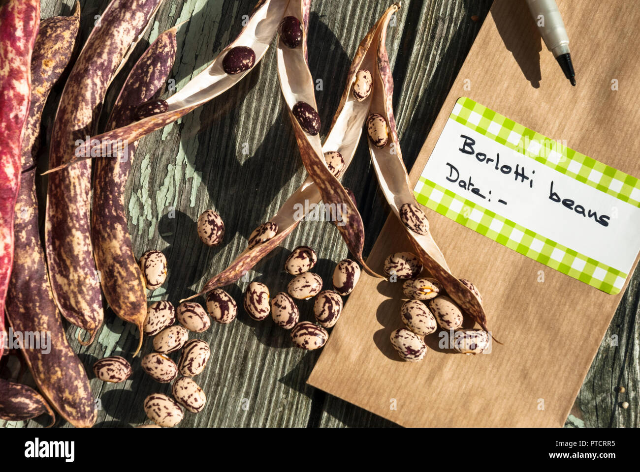 Borlotti beans and pods showing how to save in packets for next seasons germination and planting. Stock Photo