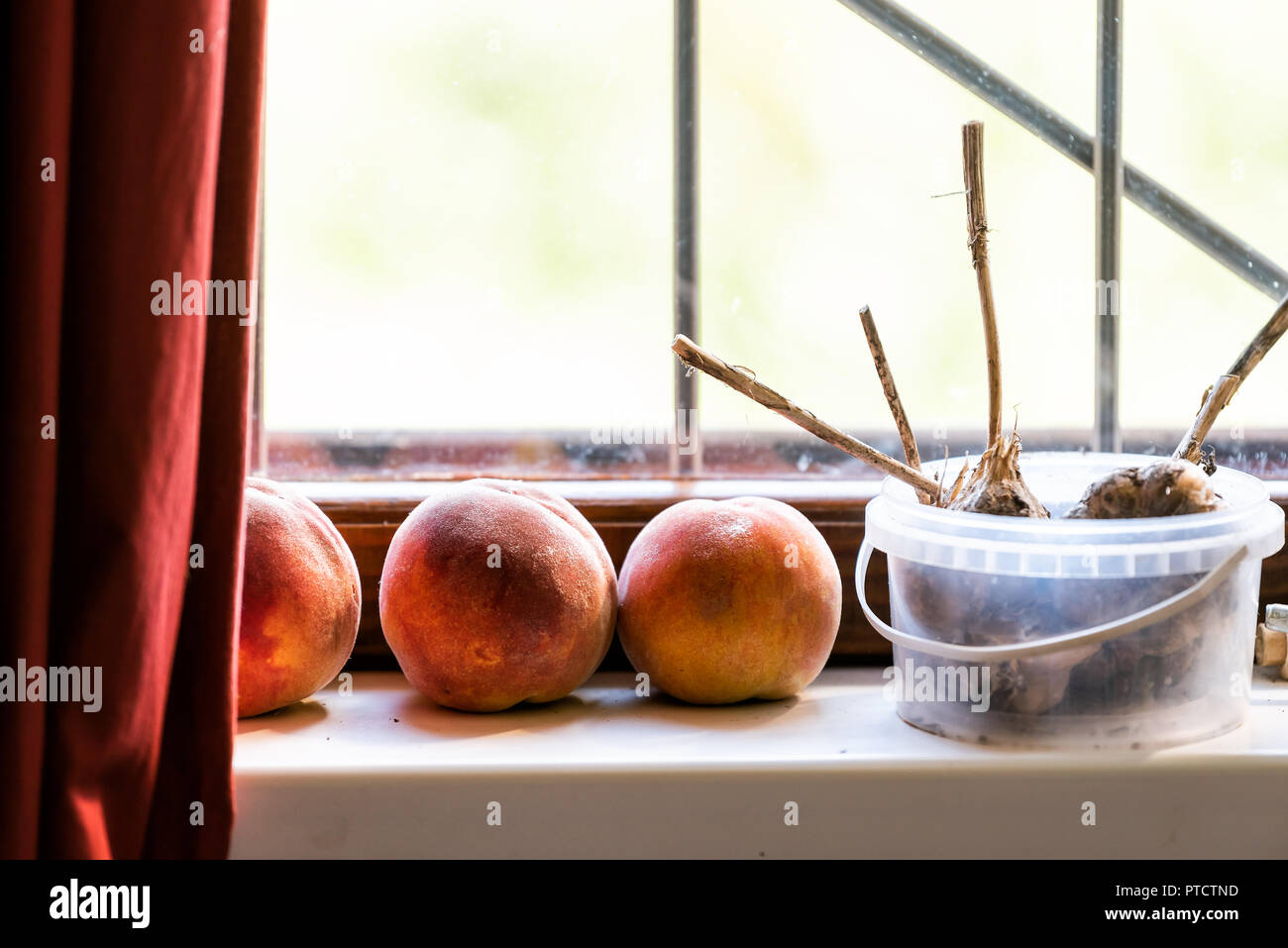 Closeup of three fresh ripe, orange and yellow, peaches, and dry homegrown garden garlic stems in container on window sill in Ukraine or Russia dacha  Stock Photo
