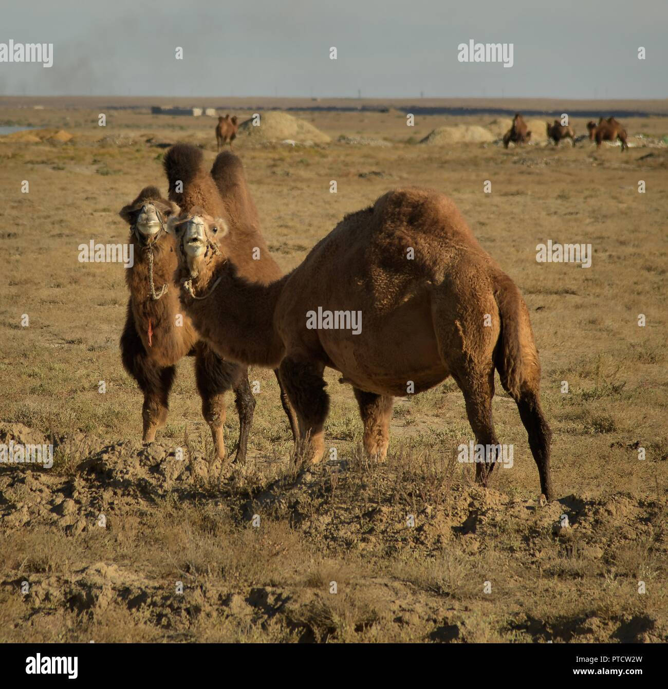 Bactrian camels roam the grasslands of the Baikonur Space Center