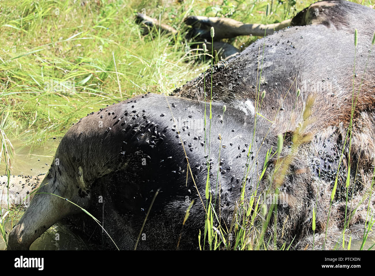 The body of an dead ungulate covered in flies Stock Photo
