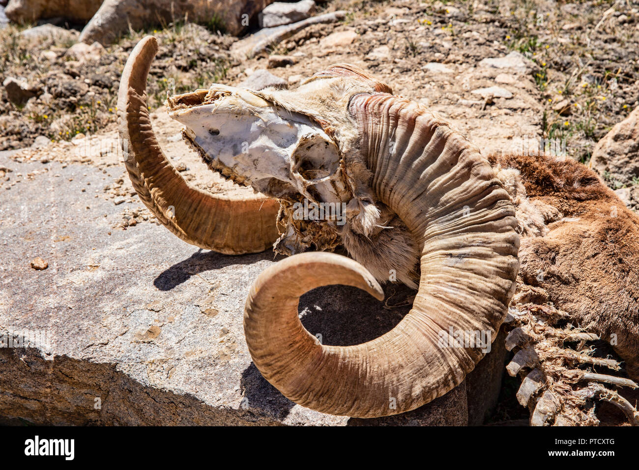 Marco polo sheep hi-res stock photography and images - Alamy