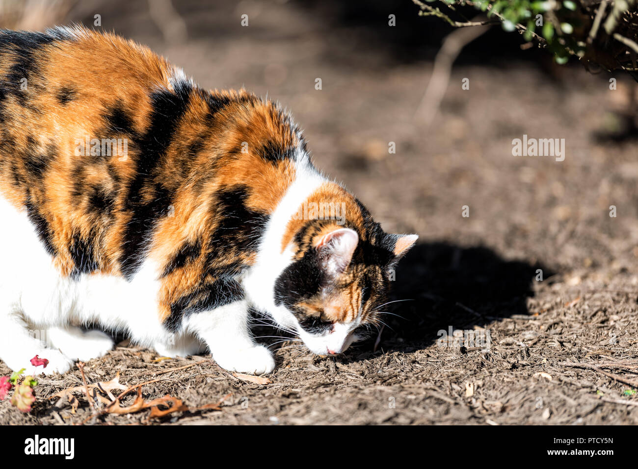 Curious calico cat standing outside, sniffing, smelling garden