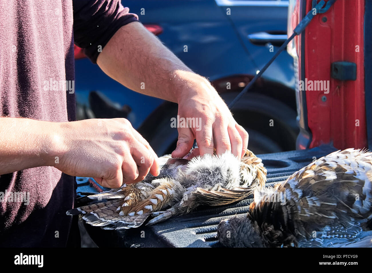 Cleaning wild chickens on the back of a truck Stock Photo