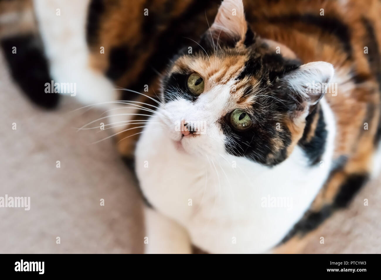 Calico cat closeup of face, high angle view, lying down and looking up on kitchen interior indoor floor room, adorable cute big eyes Stock Photo