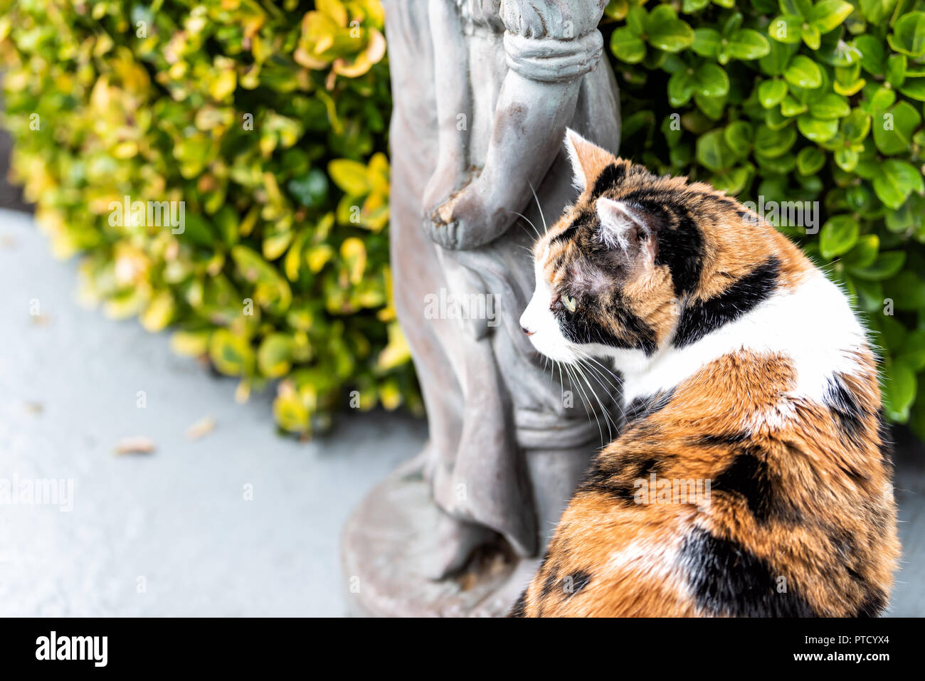 Calico bush hires stock photography and images Alamy