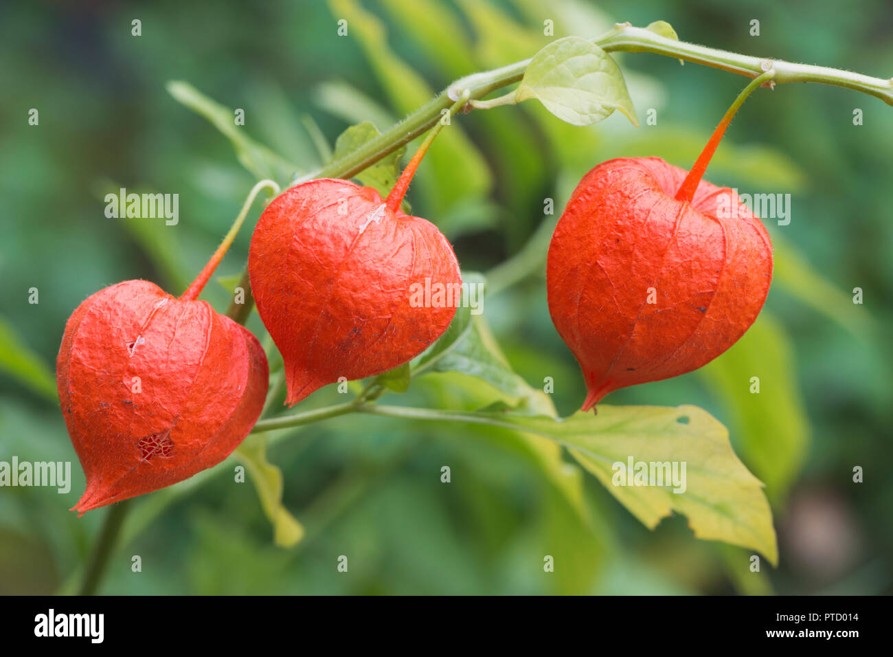 Bladder cherry (Physalis alkekengi), fruit, Emsland, Lower Saxony, Germany Stock Photo