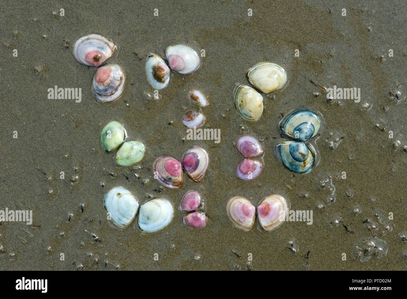 Different coloured Baltic macomas (Limecola balthica) in the sand, Wadden Sea, Schleswig-Holstein, Germany Stock Photo