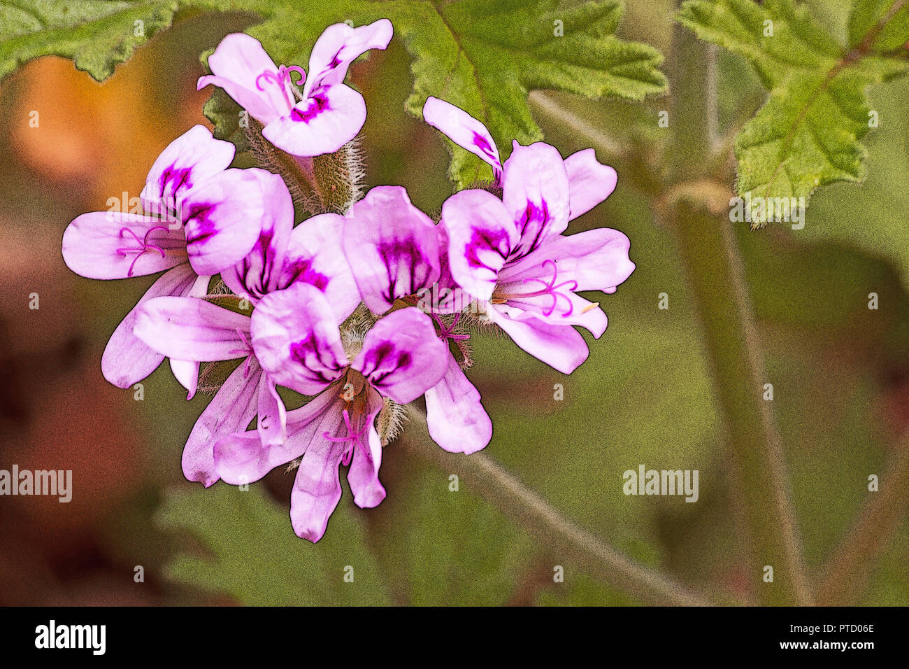 Sweet scented geranium (Pelargonium graveolens) flowers Stock Photo Alamy