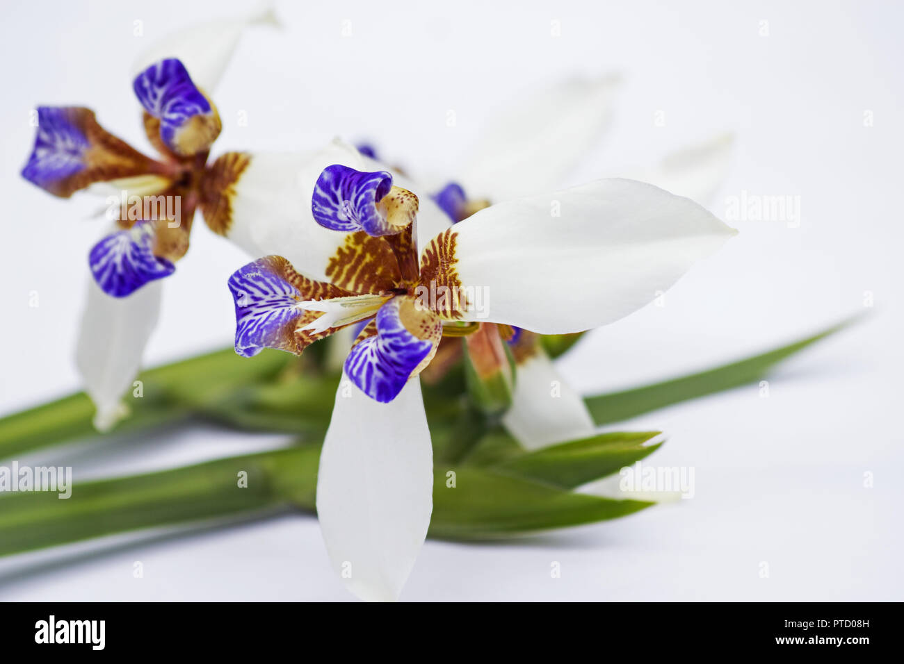 Walking Irises (Neomarica gracilis) blossoms on white background Stock Photo
