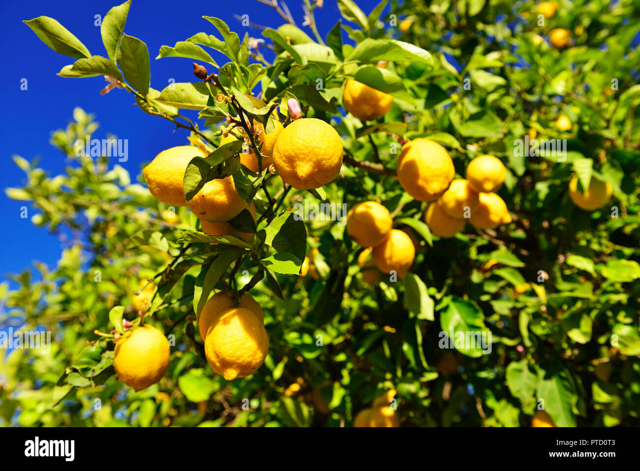 Lemon tree (Citrus × limon) with ripe lemons, near Mirtos, Crete, Greece Stock Photo