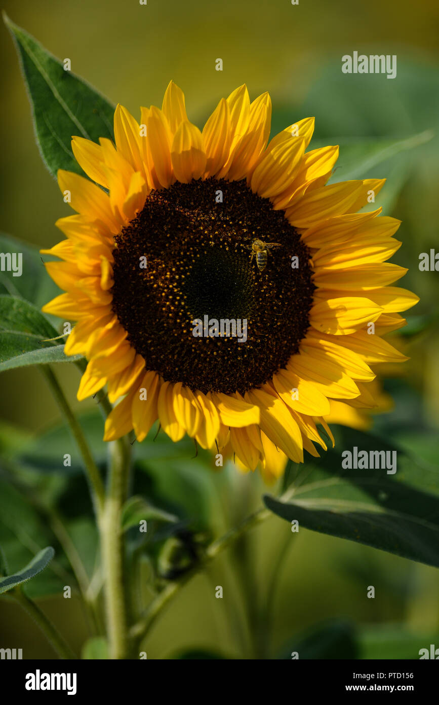 Sunflower (Helianthus annuus) with honey bees (Apis mellifera), Switzerland Stock Photo