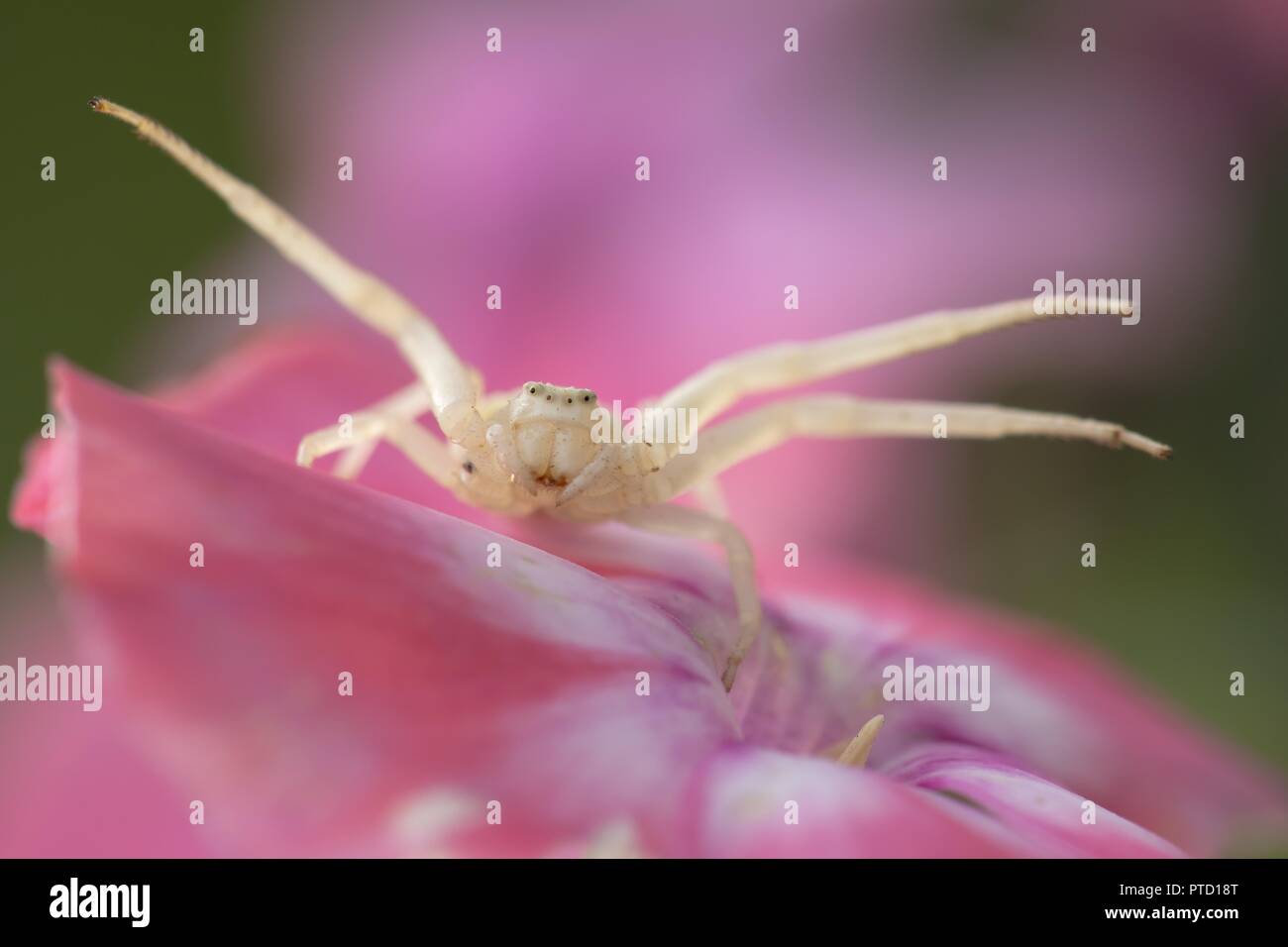 Pink crab spider hi-res stock photography and images - Alamy