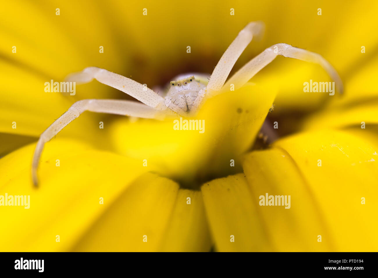 Goldenrod crab spider (Misumena vatia) in lurking position on yellow flower, Tickseed (Coreopsis), Hesse, Germany Stock Photo