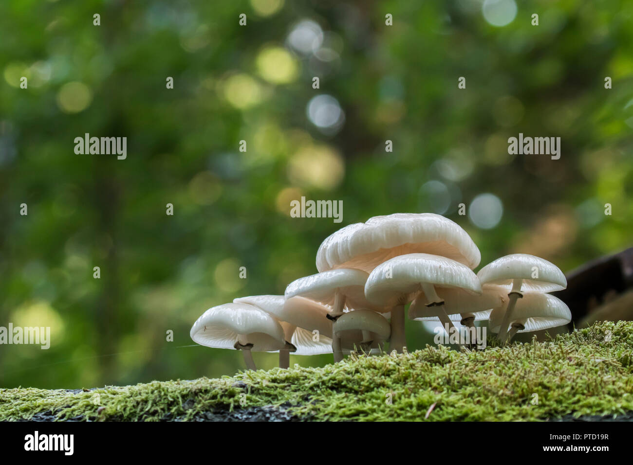 Porcelain fungi (Oudemansiella mucida) on moss-covered deadwood, Hesse, Germany Stock Photo
