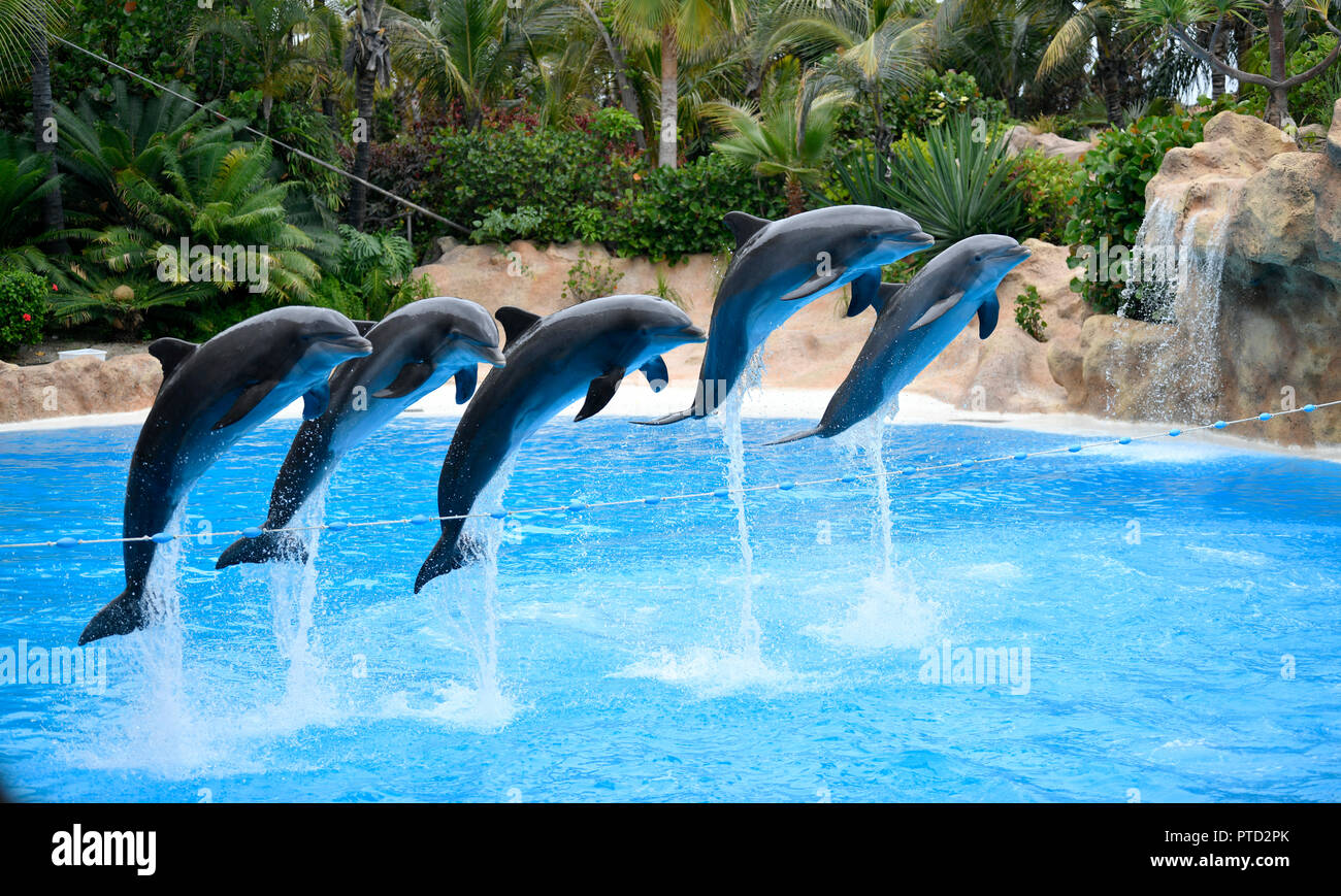 Bottlenose dolphins (Tursiops truncatus) jump in group over a rope, captive, Dolphin show, Loro Parque, Puerto de la Cruz Stock Photo