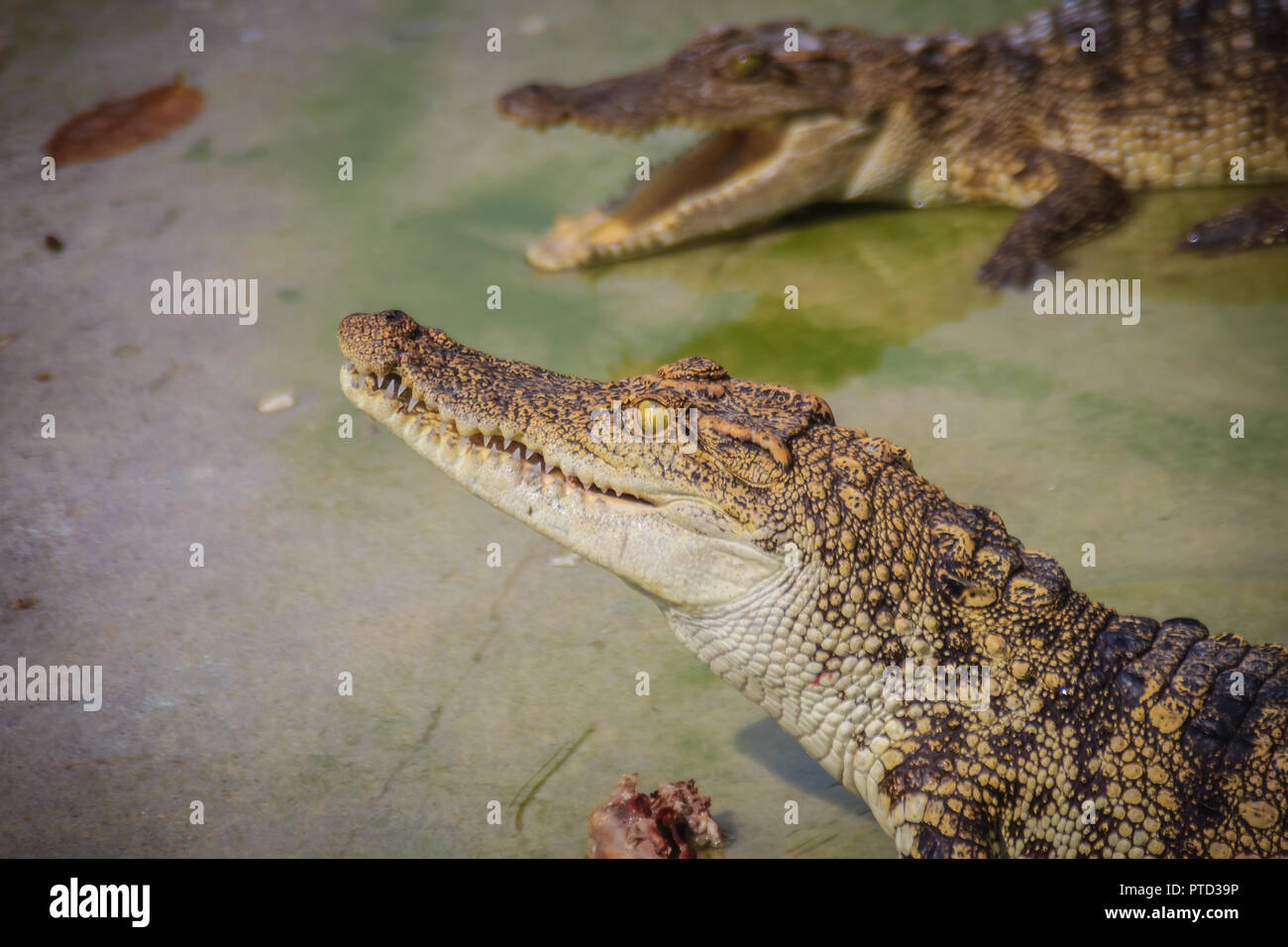 Scary crocodile is eating fresh meat in the farm. Crocodile farming for breeding and raising of crocodilians in order to produce crocodile and alligat Stock Photo