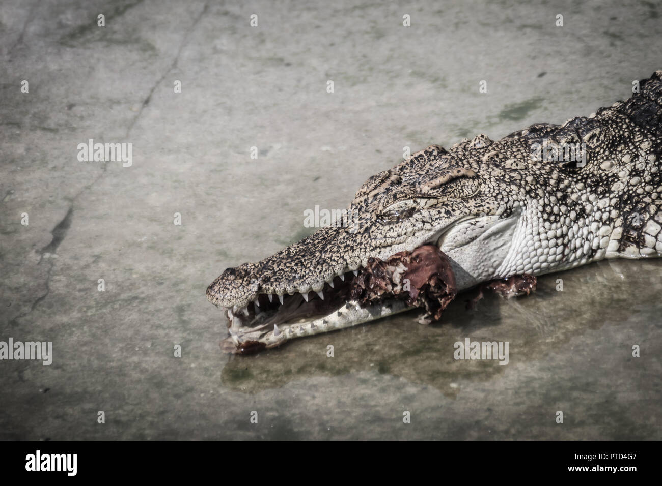 Scary crocodile is eating fresh meat in the farm. Crocodile farming for breeding and raising of crocodilians in order to produce crocodile and alligat Stock Photo