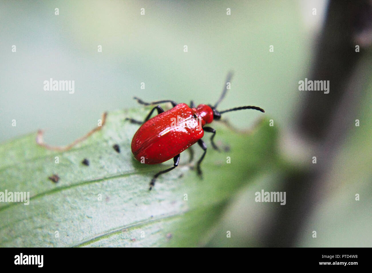 A red lily beetle on a leaf Stock Photo