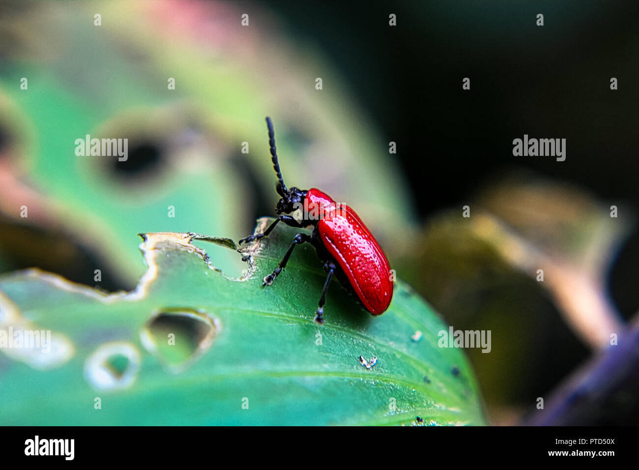 A red lily beetle on a leaf Stock Photo