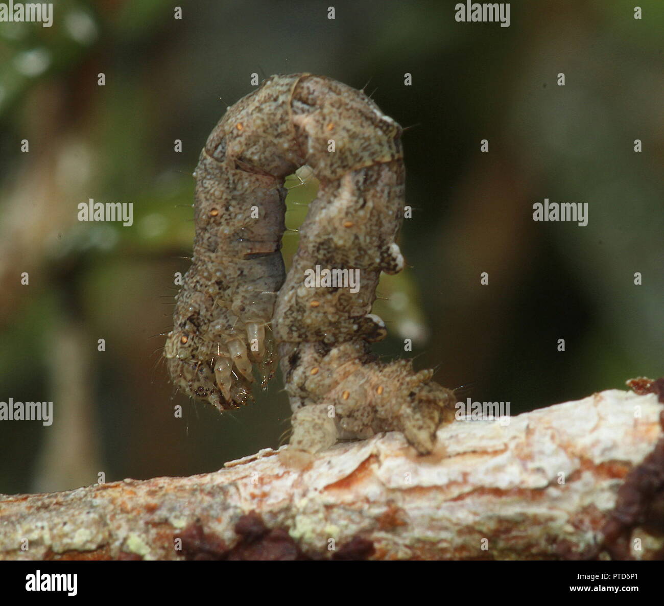 Looper caterpillar hires stock photography and images Alamy
