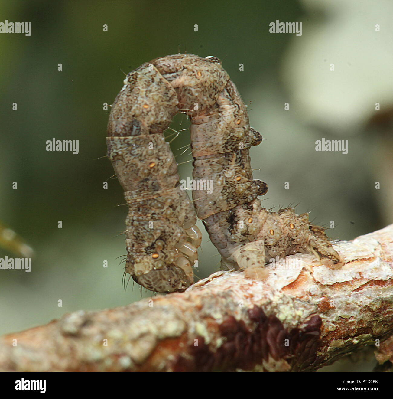 Looper caterpillar hires stock photography and images Alamy