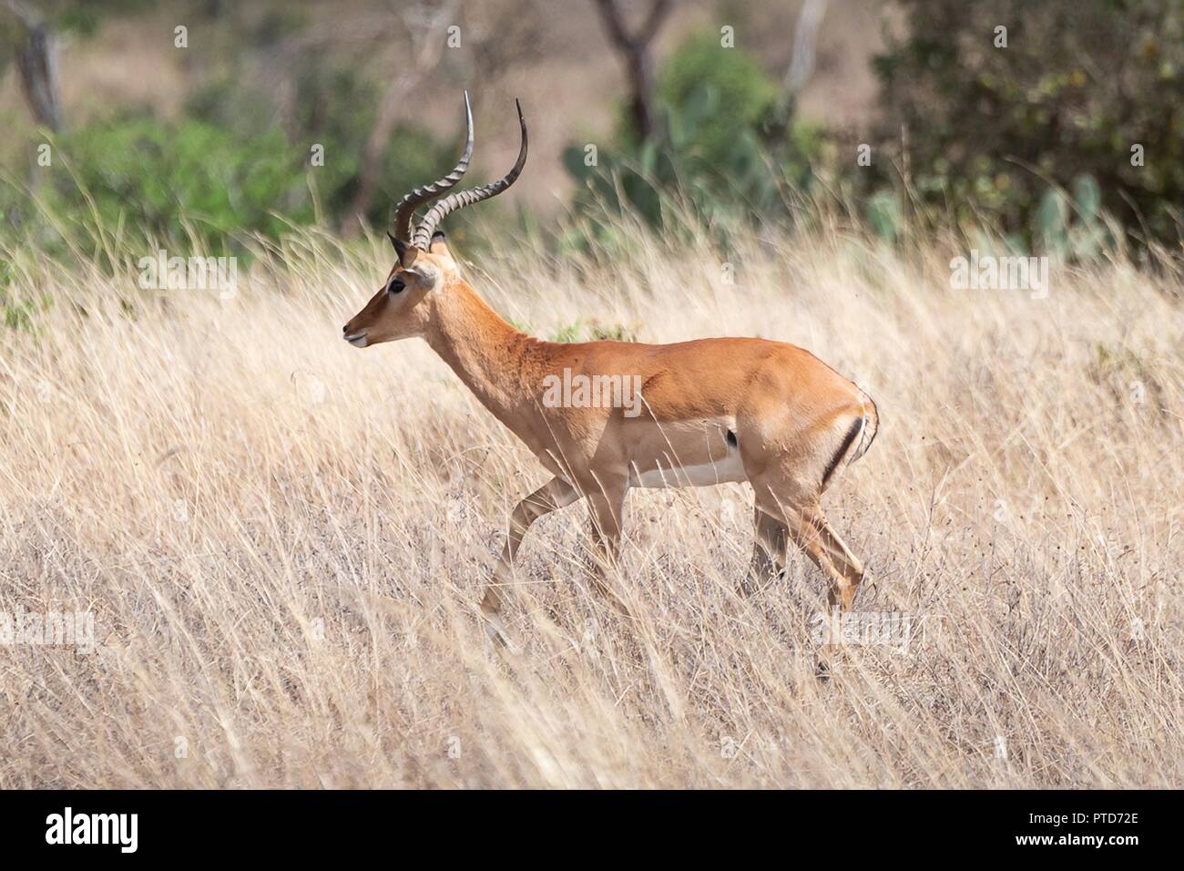 First lady animal hi-res stock photography and images - Alamy