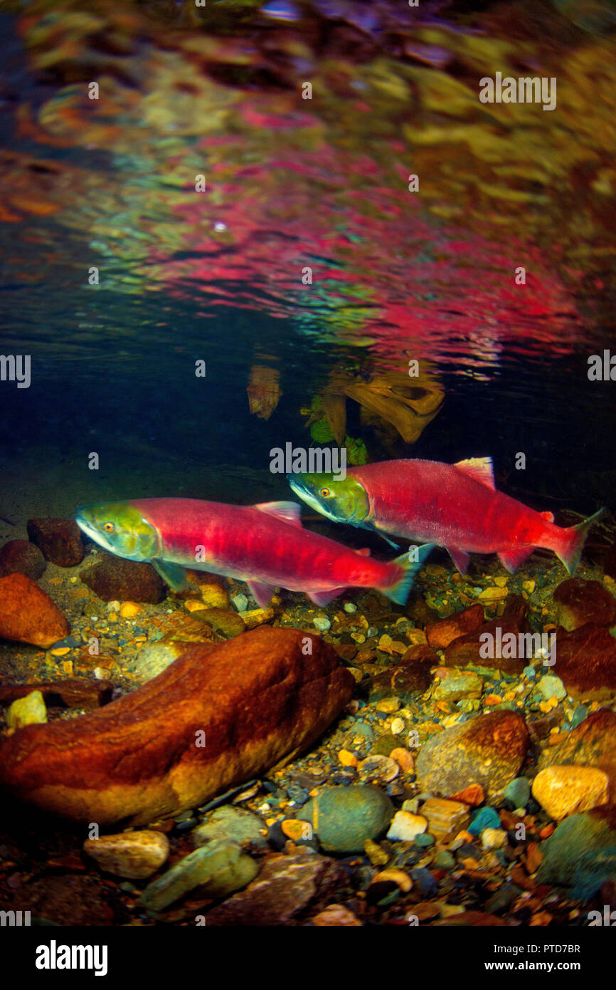 Vertical image of a male and female sockeye in the clean water of the Salmon arm, British Columbia. Stock Photo