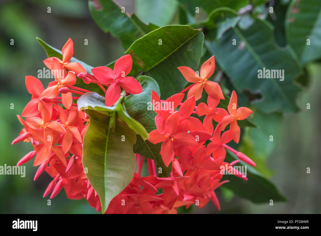Jungle Flame Flower Stock Photo