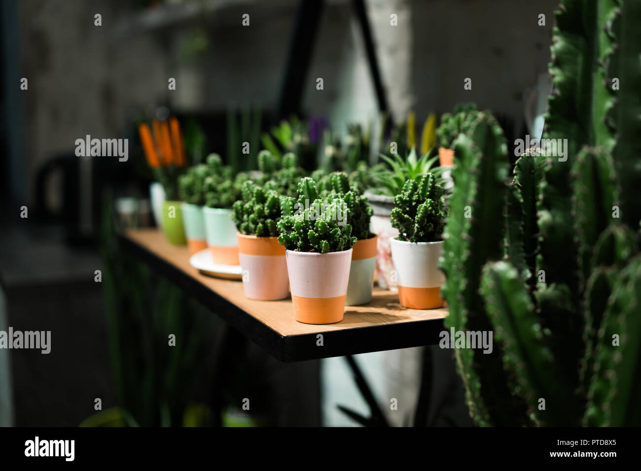 Green succulent in a clay pot in loft interior in scandinavian style. Stock Photo