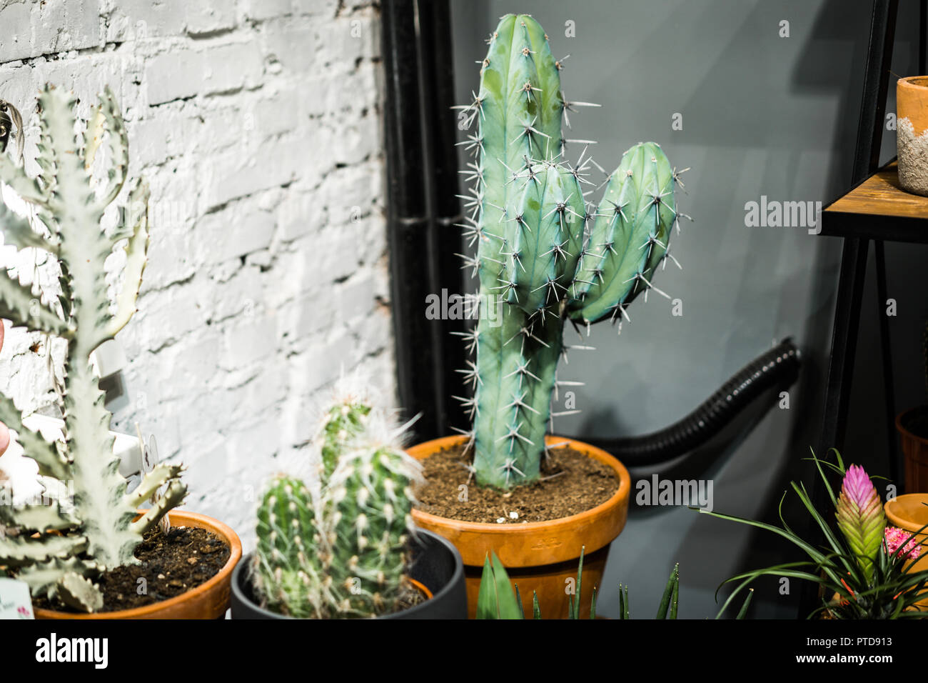 Green succulent in a clay pot in loft interior in scandinavian style. Stock Photo