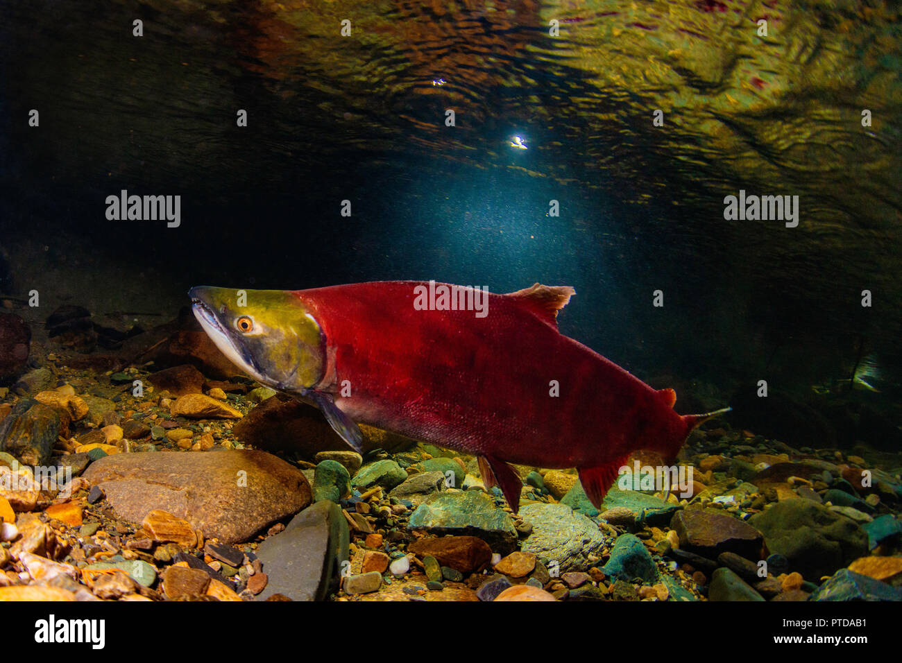 An adult male sockeye salmon in spawning colors in the Adams River taken in the 2018 king run. Stock Photo