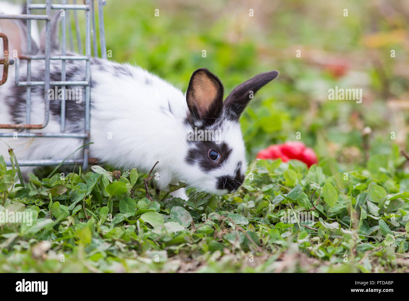 Cute baby bunnies in nature Stock Photo - Alamy