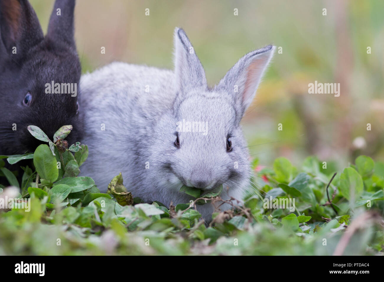 Cute baby bunnies in nature Stock Photo Alamy