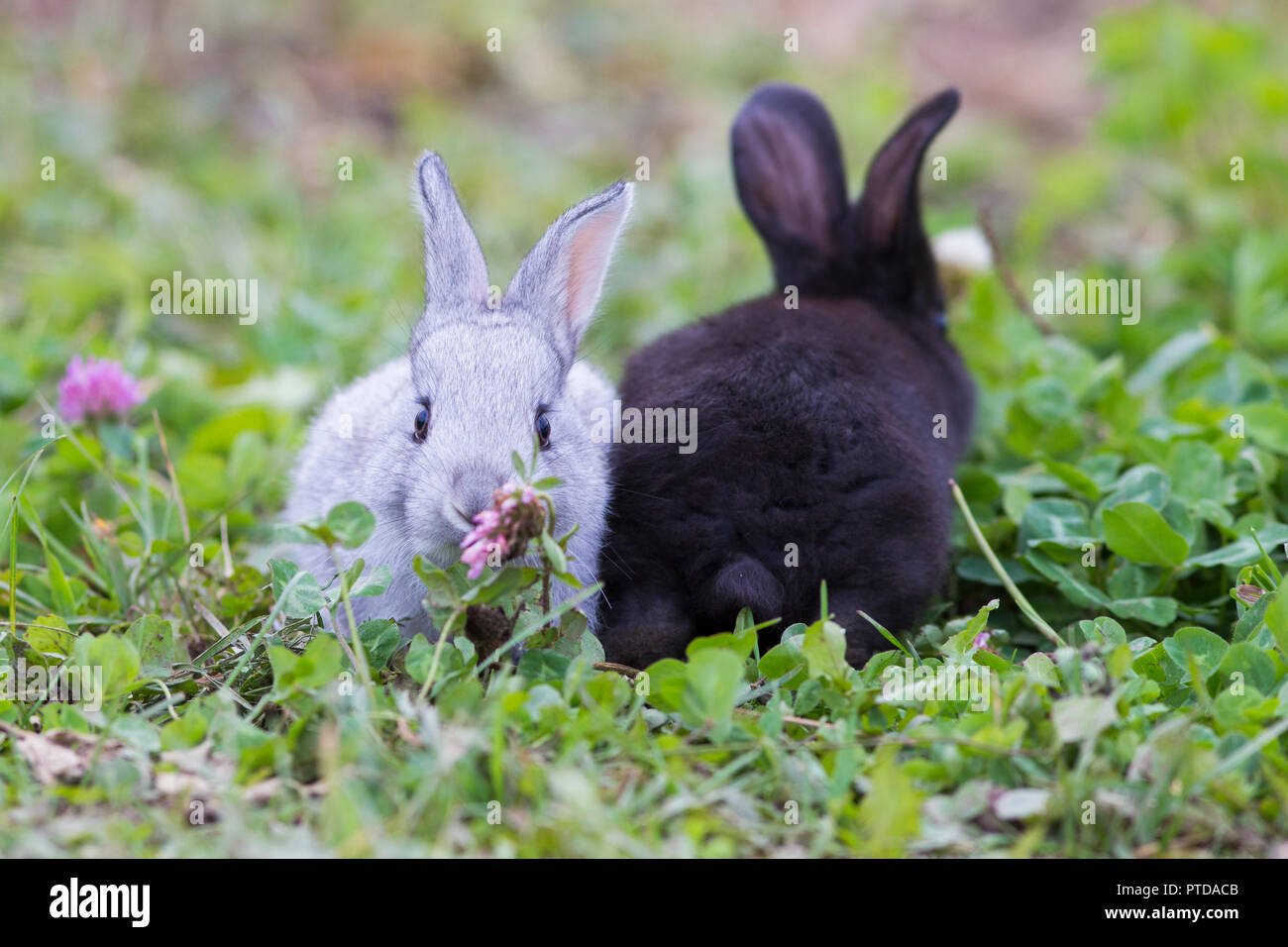 Cute baby bunnies in nature Stock Photo - Alamy