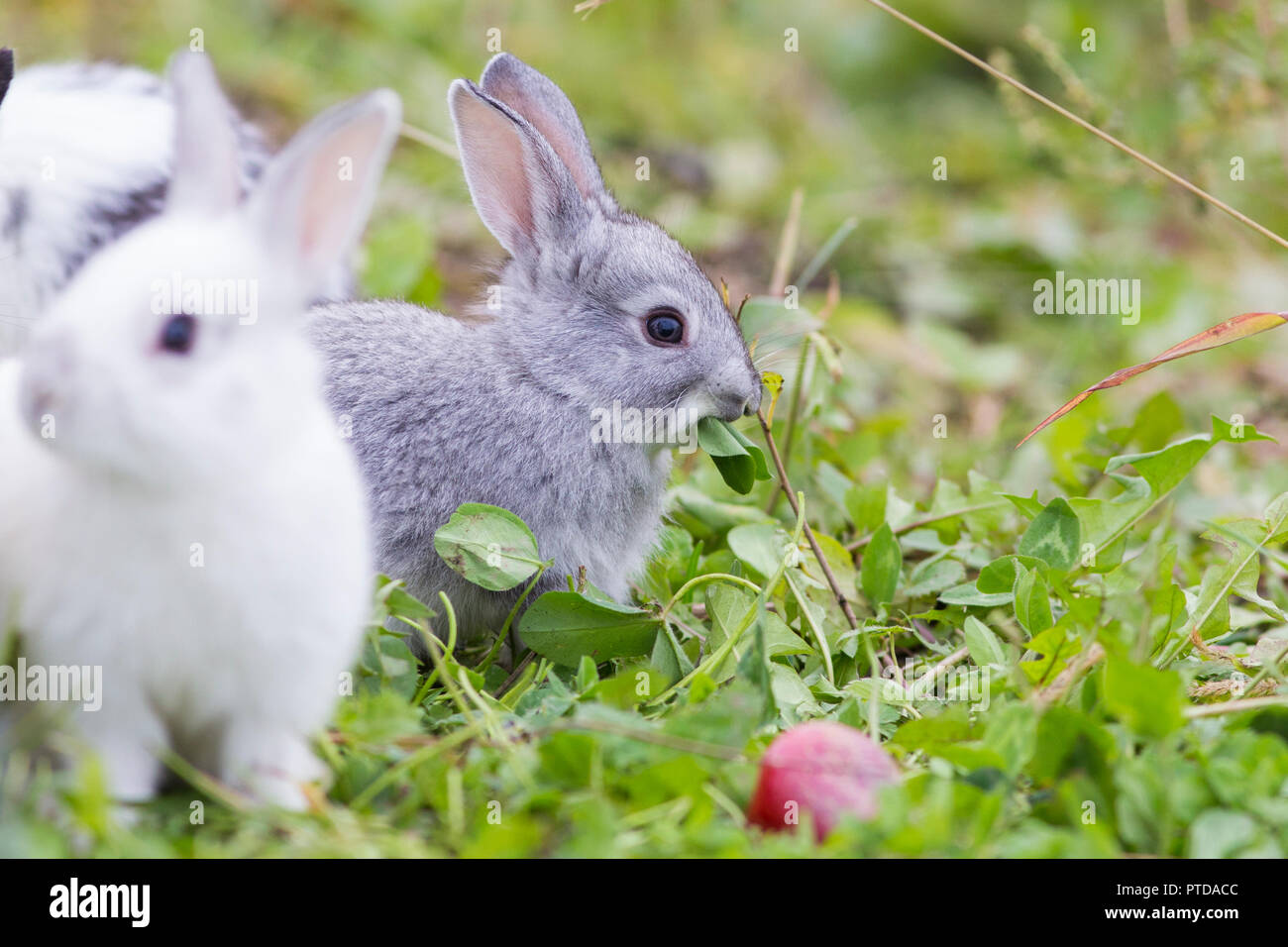 Cute Baby Bunnies In Nature Stock Photo 221569724 Alamy