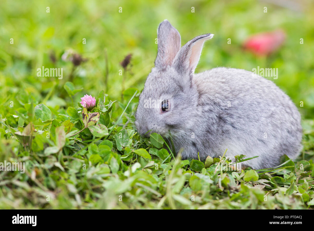 Cute Baby Bunnies In Nature Stock Photo 221569730 Alamy