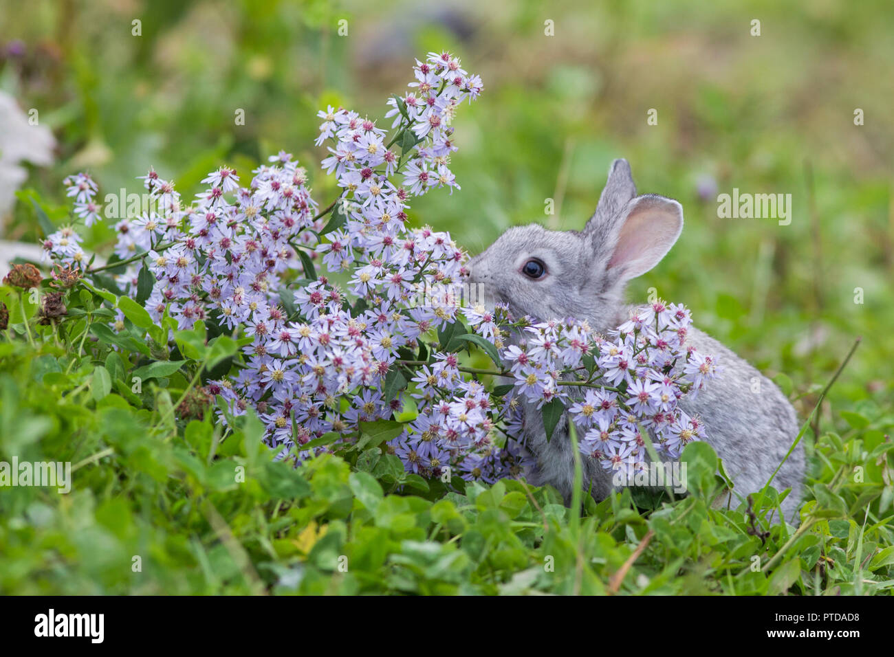 Cute Baby rabbit in purple flowers Stock Photo