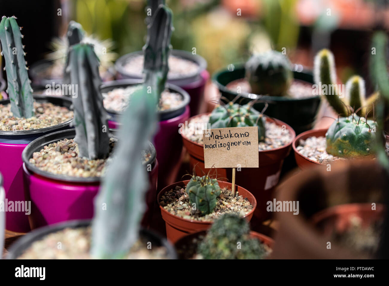 Green succulent in a clay pot with price in loft interior in scandinavian style. Stock Photo