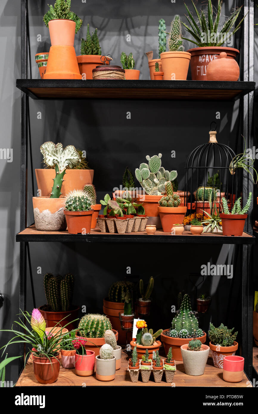 shelf with cacti in the store green succulent in a clay pot in loft interior in scandinavian style. Stock Photo