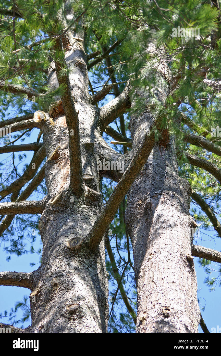 Two mature evergreen that have grown whose branches have grown into