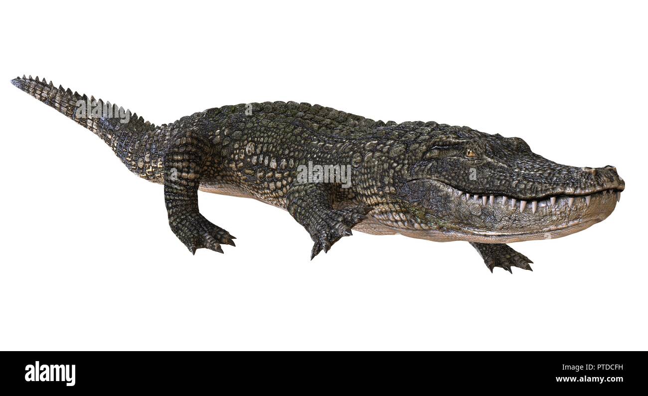 Alligators alligator Cut Out Stock Images & Pictures - Alamy