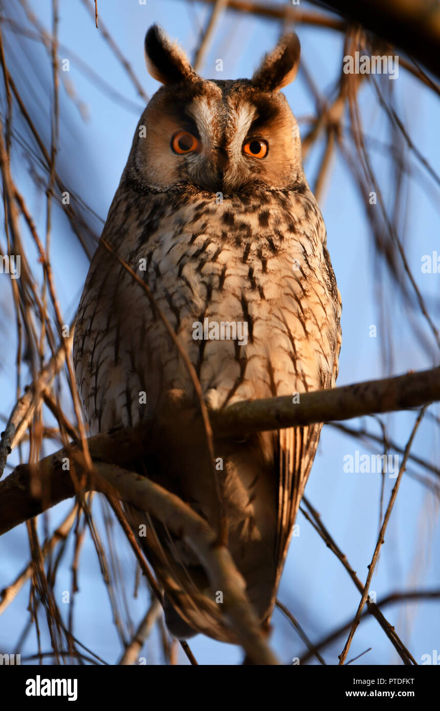 Long-eared owl (Asio otus) Stock Photo