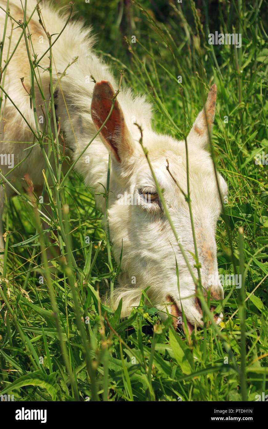 Goat eating grass Stock Photo Alamy