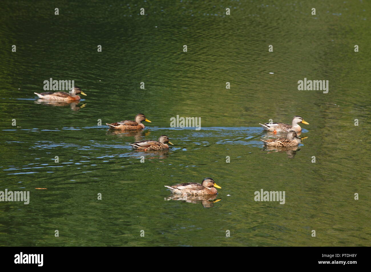Ducks floating in a park pond, Anas platyrhynchos Stock Photo