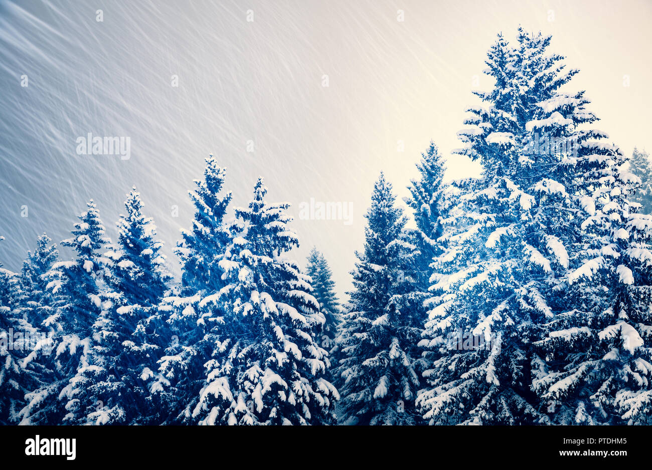 Trees and snowy mountains of hires stock photography and images Alamy