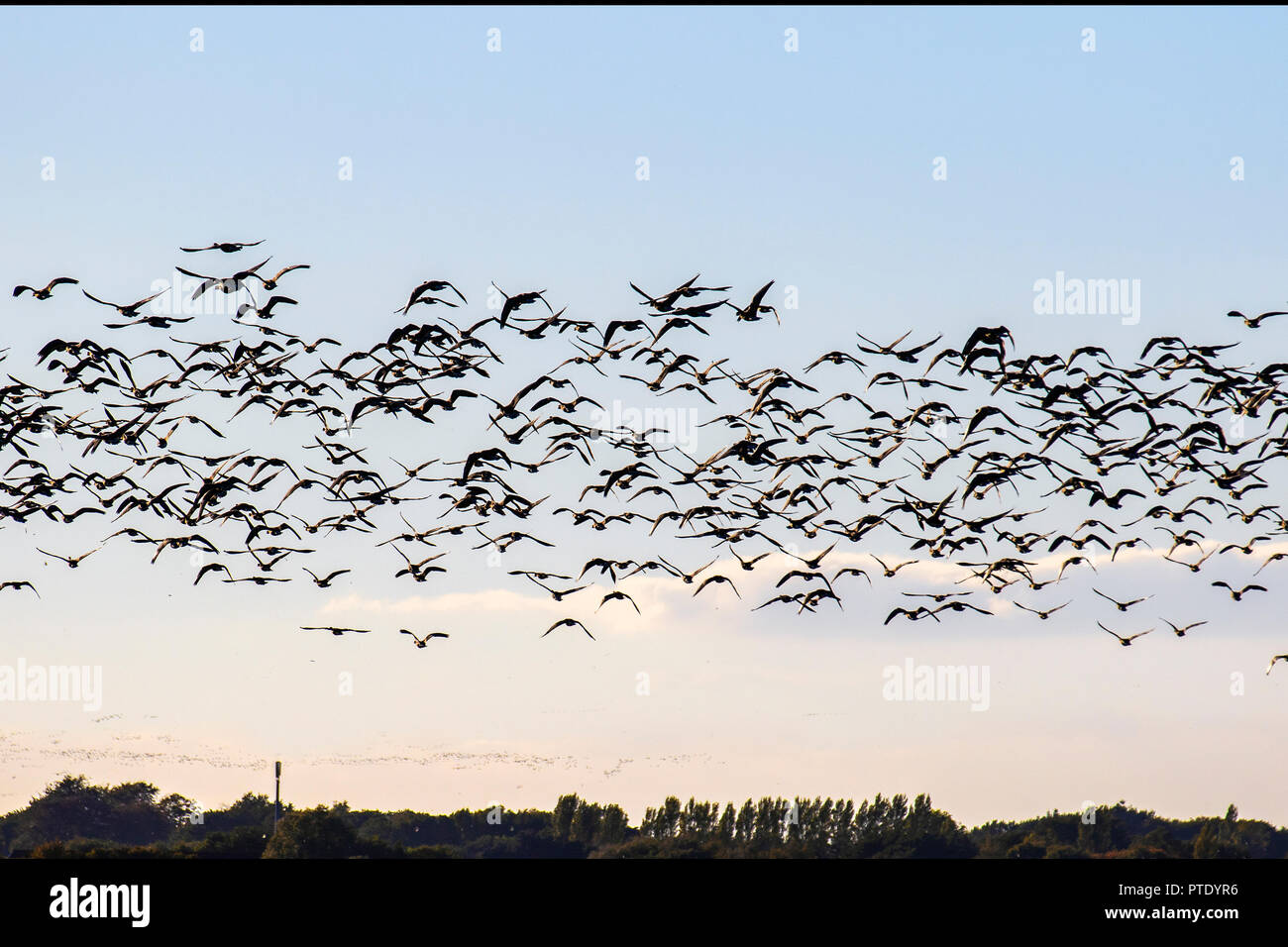Tarleton, Lancashire. Uk Weather 09/10/2018. Up to 12,000 pink-footed migratory geese newly arrived from Iceland have taken up residence in the wetlands of Lancashire.  The geese, which will eventually number near the 100,000 mark, arrive as food becomes scare in Iceland and they can fatten up on the farmland potato crops of West Lancashire before travelling further south in about a month’s time.  Credit; MediaWorldImages/AlamyLiveNews. Stock Photo